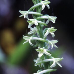 Bloeiende Platanthera transversa orchidee met witte bloemtrossen en groene bladeren.