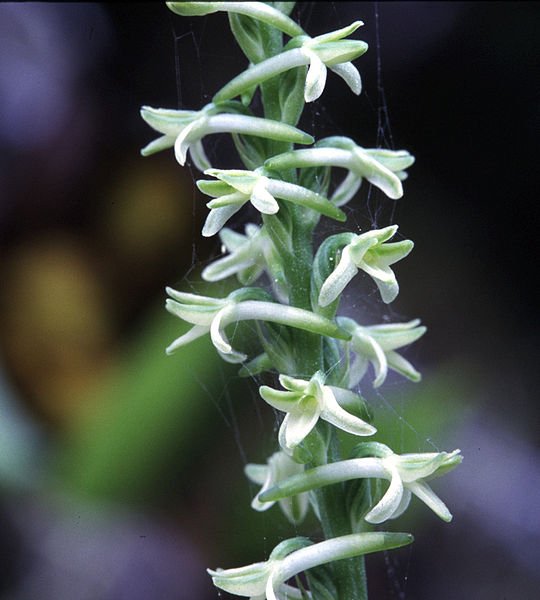 Bloeiende Platanthera transversa orchidee met witte bloemtrossen en groene bladeren.