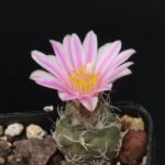 Kadenicarpus pseudomacrochele cactus met witte bloemen op stenige ondergrond.