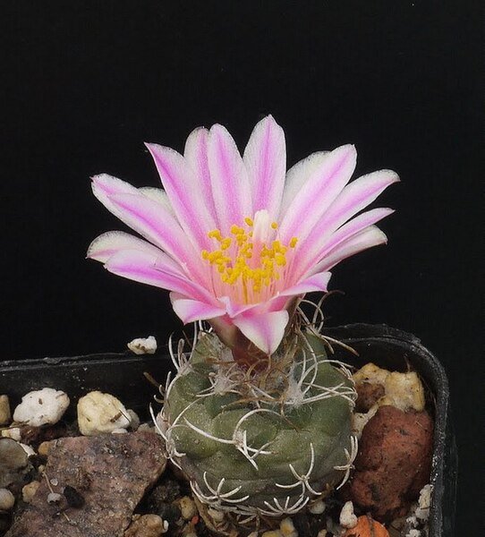 Kadenicarpus pseudomacrochele cactus met witte bloemen op stenige ondergrond.