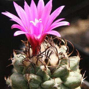 Turbinicarpus alonsoi cactus met witte pluizige stekels en roze bloemen in bloei.