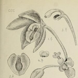 Callostylis orchidee met groen-gele bloemen in volle bloei.