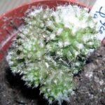 Eriosyce laui cactus met levendige rode bloemen en stekelige groene stelen.