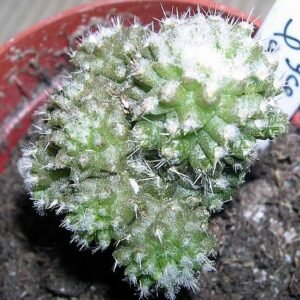 Eriosyce laui cactus met levendige rode bloemen en stekelige groene stelen.