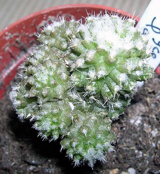 Eriosyce laui cactus met levendige rode bloemen en stekelige groene stelen.