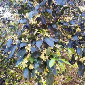 Olinia ventosa bladeren en bloemen op een natuurlijke achtergrond.