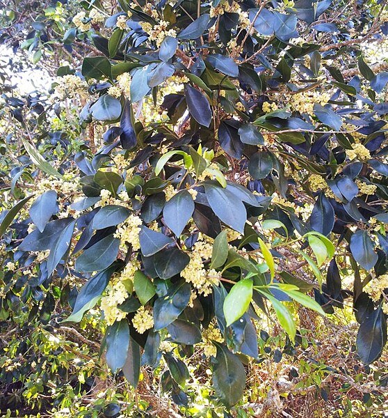Olinia ventosa bladeren en bloemen op een natuurlijke achtergrond.