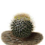 Mammillaria nivosa cactus met witte pluizige stekels in een terracotta pot.
