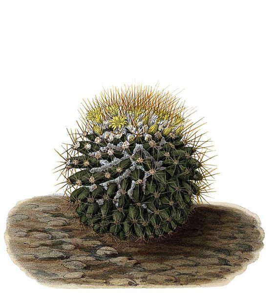 Mammillaria nivosa cactus met witte pluizige stekels in een terracotta pot.
