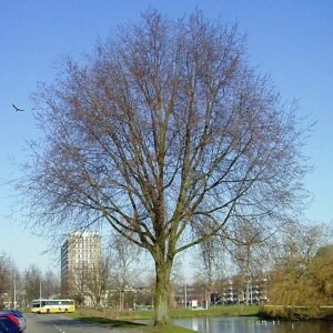 Groene Ulmus ×hollandica 'Vegeta' boom met heldere bladeren en elegante vorm.