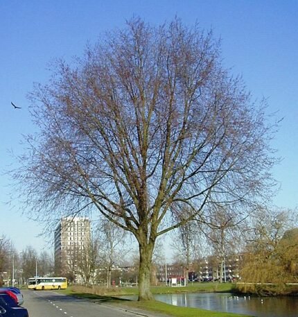 Groene Ulmus ×hollandica 'Vegeta' boom met heldere bladeren en elegante vorm.