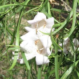 Eremophila bignoniiflora bloemen in paars en wit met groen blad.