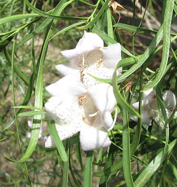 Eremophila bignoniiflora bloemen in paars en wit met groen blad.