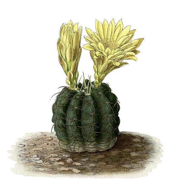 Gymnocalycium uruguayense cactus met bolvormige groene stam en gele stekels.