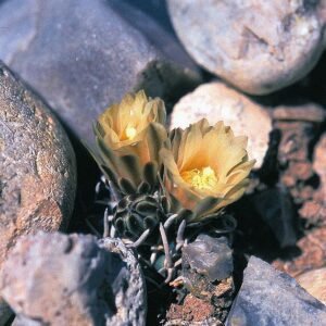 Pediocactus peeblesianus cactus met roze bloemen op rotsachtig terrein.