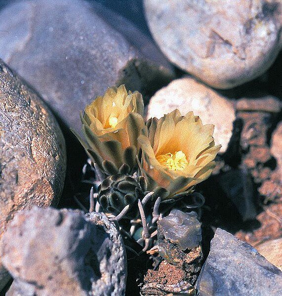 Pediocactus peeblesianus cactus met roze bloemen op rotsachtig terrein.
