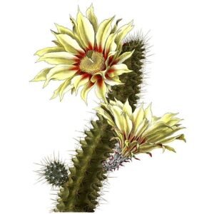 Echinocereus papillosus cactus met roze bloemen en stekelige groene stelen.