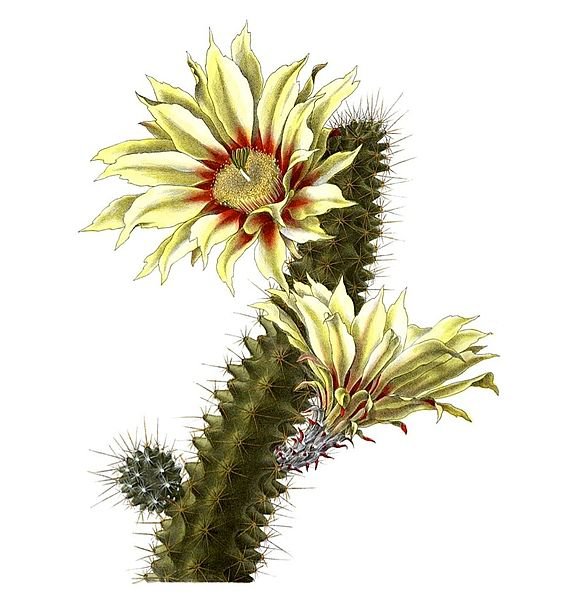 Echinocereus papillosus cactus met roze bloemen en stekelige groene stelen.