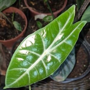 Tropische plant Alocasia longiloba uit de familie Araceae.