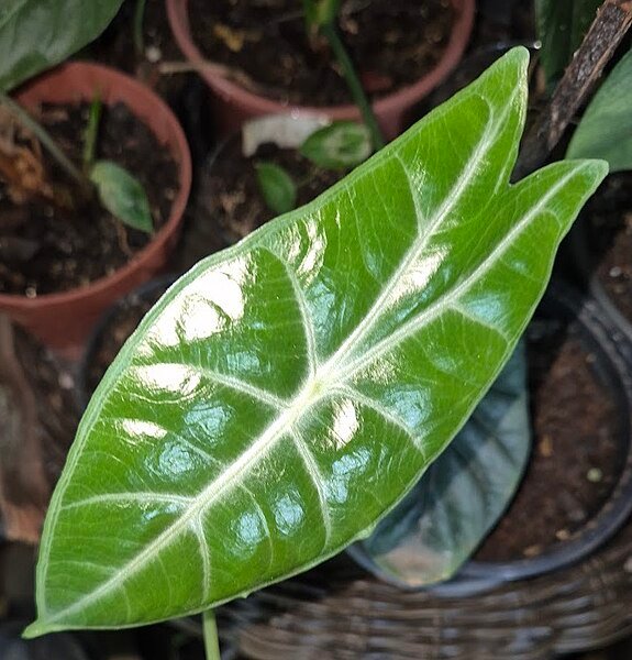 Tropische plant Alocasia longiloba uit de familie Araceae.