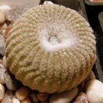 Yavia cactus met groene bladeren en bloemen in pot.
