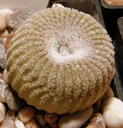 Yavia cactus met groene bladeren en bloemen in pot.