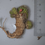 Aylostera albopectinata cactus met witte doornen en lichtgroene stekels.