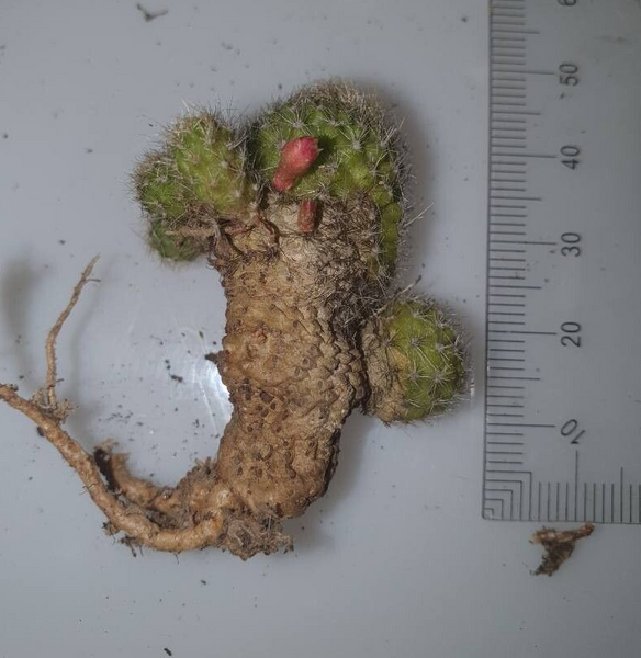 Aylostera albopectinata cactus met witte doornen en lichtgroene stekels.