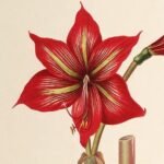 Hippeastrum correiense met helderrode bloemen en groene bladeren.