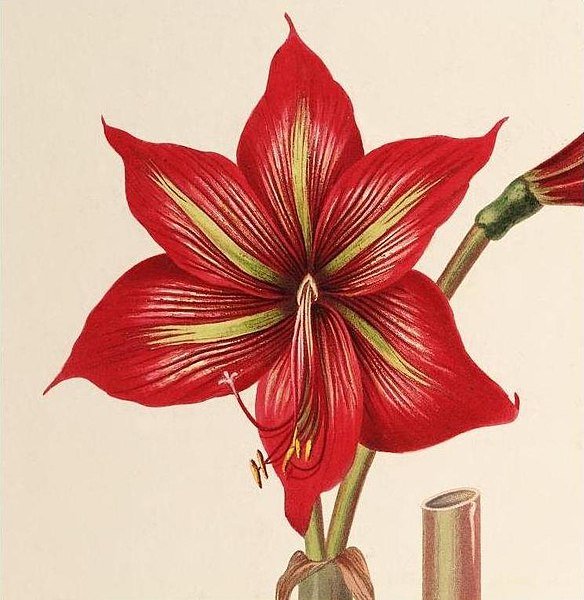 Hippeastrum correiense met helderrode bloemen en groene bladeren.