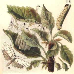 Appelstippelmot op kale tak in winterse setting.