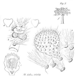 Opuntia galapageia cactus met ovale groene stengelsegmenten en stekels.