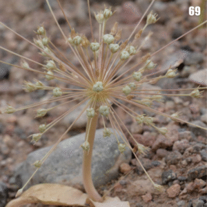 Paarse bloeiende Allium (schubertii) bloemscherm met langwerpige paarse bloemblaadjes.