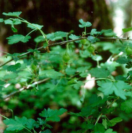 Ribes echinellum plant met rode bessen en groene bladeren.