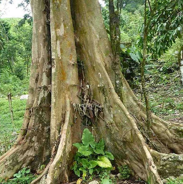 Licania platypus boom met groene bladeren en rode vruchten.