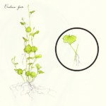 Cardamine lyrata plant met groene bladeren en witte bloemen.