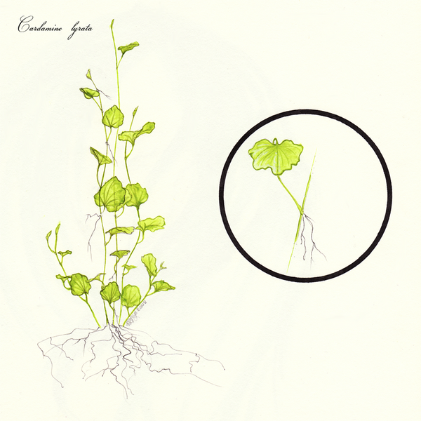 Cardamine lyrata plant met groene bladeren en witte bloemen.