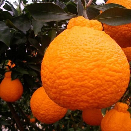 Juicy dekopon fruit groeit in een kas.
