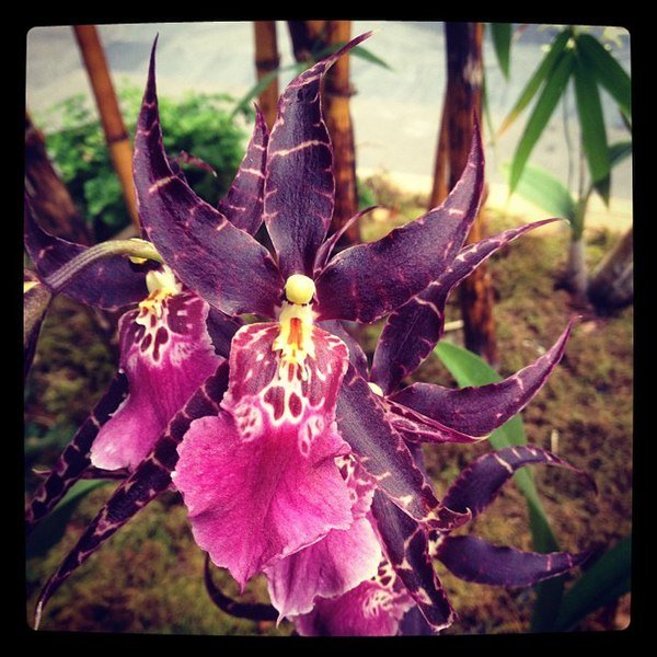 Prachtige witte en paarse Aliceara orchidee bloem.