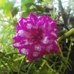 Multicolored Portulaca flowers in bloom.
