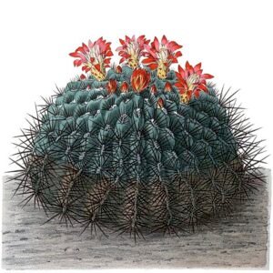 Oroya peruviana cactus met grijs-groene stengels en kleine bloemen in pot.