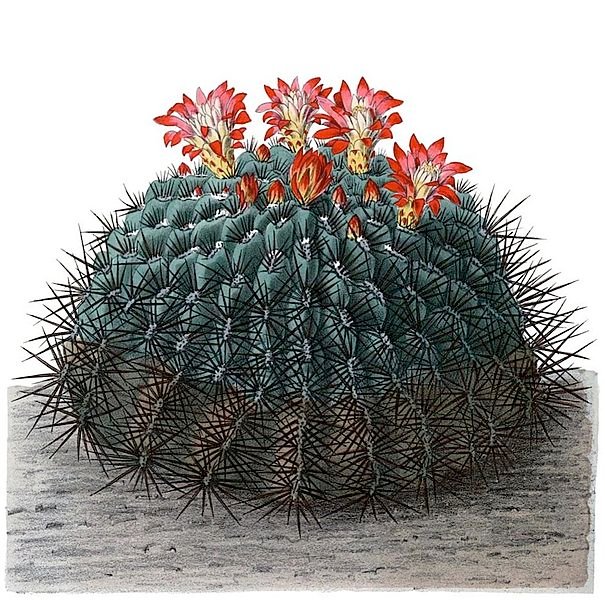 Oroya peruviana cactus met grijs-groene stengels en kleine bloemen in pot.