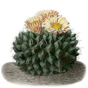 Thelocactus rinconensis cactus met levendige roze bloemen en stekelige groene stelen.