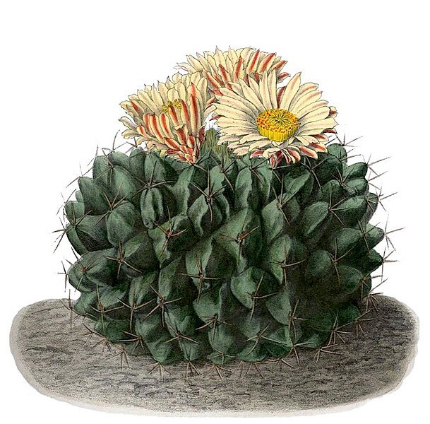 Thelocactus rinconensis cactus met levendige roze bloemen en stekelige groene stelen.