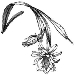 Koraalrode Disocactus phyllanthoides cactus met groene stelen en bloeiende bloemen.