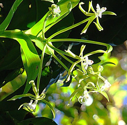 Epidendrum lacustre orchidee met heldere gele bloemen en groene bladeren.