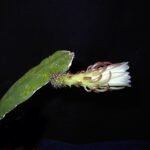 Weberocereus rosei cactus met groene langwerpige stengels en kleine bloemen.