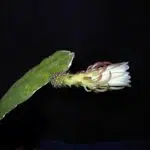 Weberocereus rosei cactus met groene langwerpige stengels en kleine bloemen.