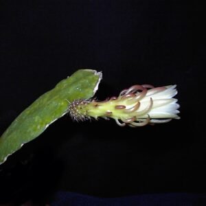 Weberocereus rosei cactus met groene langwerpige stengels en kleine bloemen.