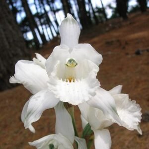 Witte Chloraea crispa orchidee met groen blad.
